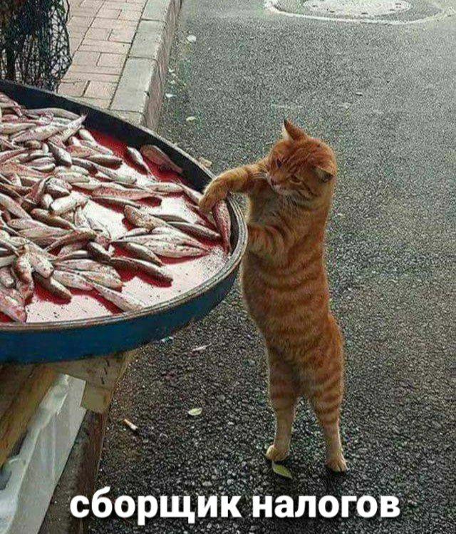 _ в_ т о _л а н к _Ёщ _ сбор 43