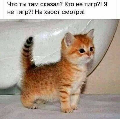 Что ты там сказал Кто не тигр Я не тигр На хвост смотри