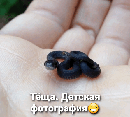 гад _а ышшь Фшшишшшб