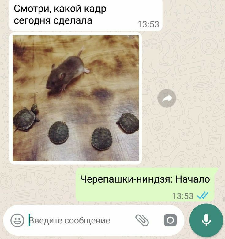 Смотри какой кадр сегодня сделала 1353 Черепашки ниндзя Начало 1353 Зведитесообщение