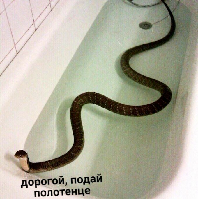 дорогой подай полотенце
