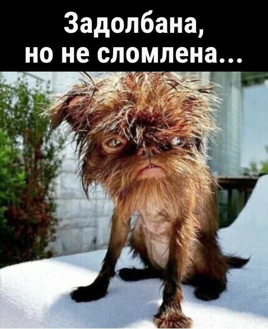Задолбана но не сломлена