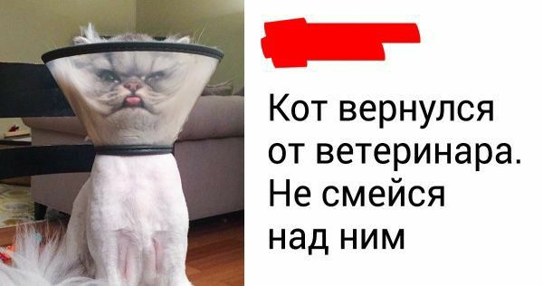 Кот вернулся от ветеринара Не смейся над ним