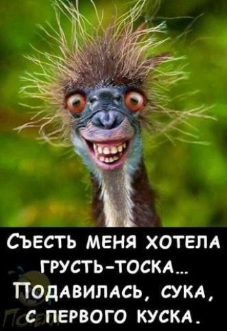 Съесть меня хотвм грусть тост Подлвилдсь сукл первого кусм