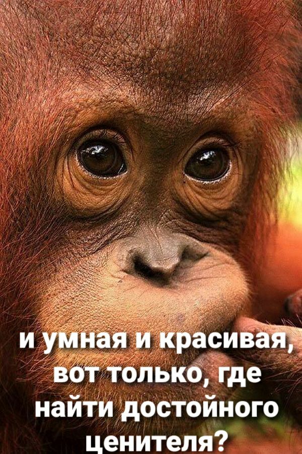 найти достойного ценителя