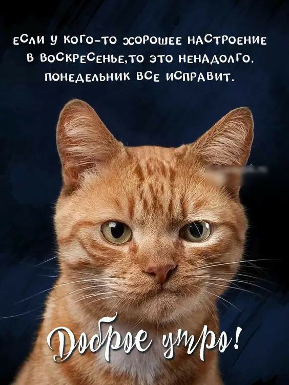 если у КОГОТО зсоРошп НАСТРОЕНИЕ в ВоСКРвсеньело это НЕНААОАГО понедедьник все иСПРАвит