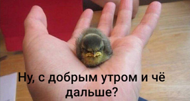 С добрым утром и чё дальше?