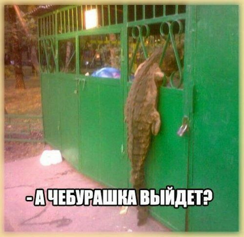 пШЧЕБУРАШнд выйдпэ