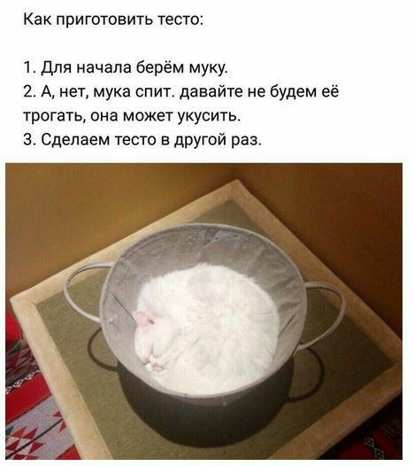 Как приготовить тесто 1 Для начала берём муку 2 А нет мука спит давайте не будем её трогать она может укусить 3 Сделаем тесто в другой раз