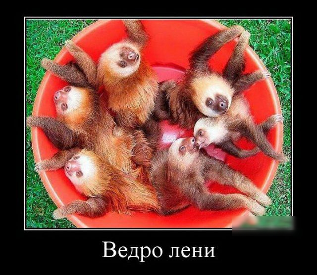 Ведро лени
