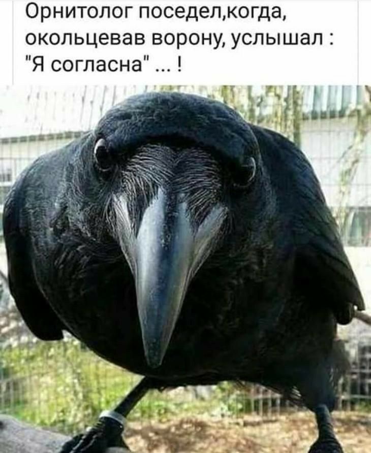 Орнитолог поседелкогда окольцевав ворону услышал Я согласна