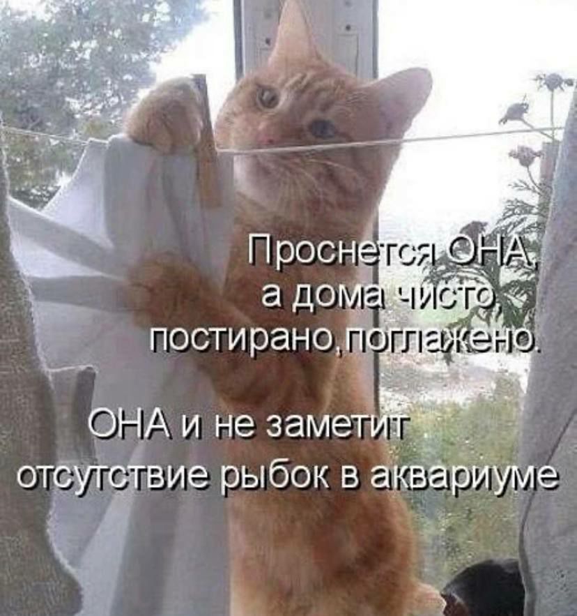 отсугсзтвие рыбок в аЁКВарйуме в а