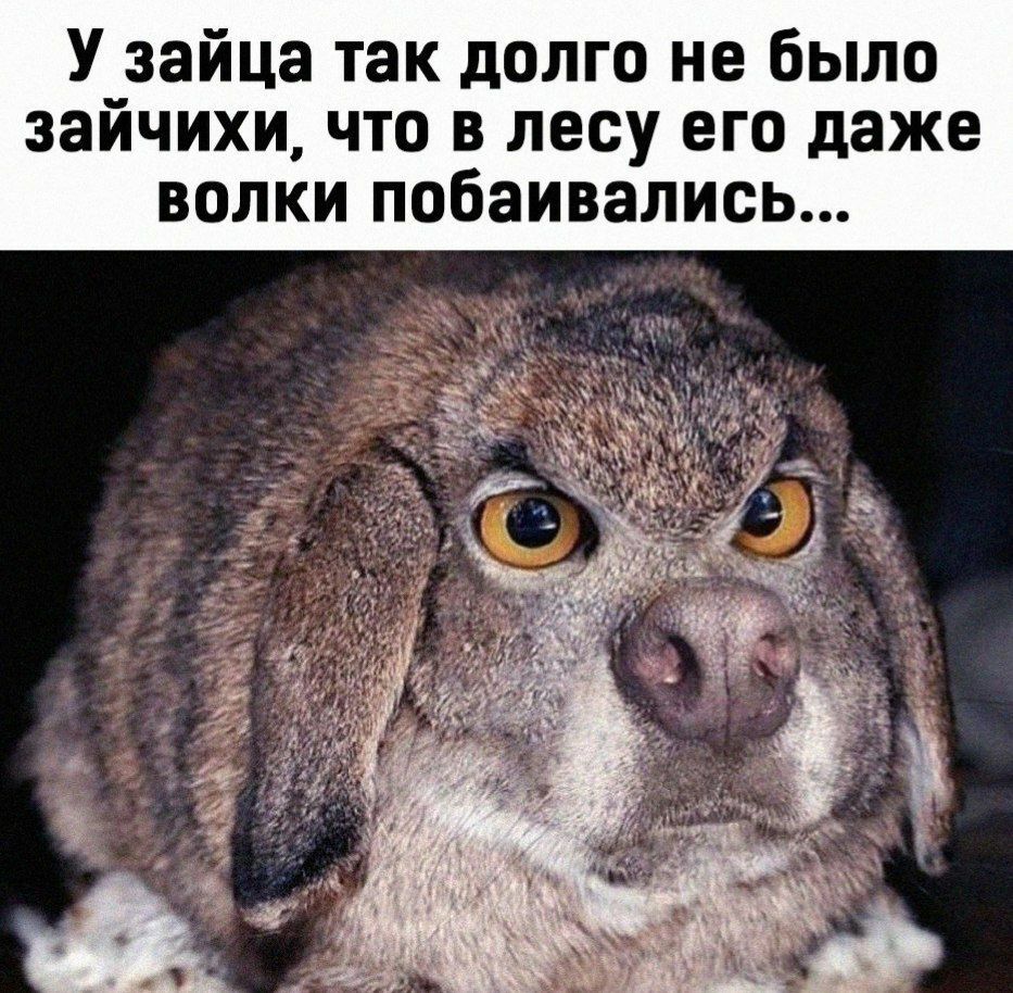 У_зайца так долго не было заичихи что в лесу его даже волки побаивались