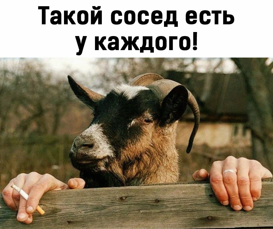 Такой сосед есть