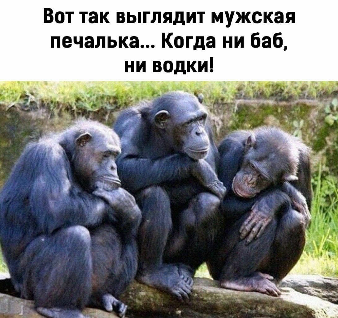 Вот так выглядит мужская печалька Когда ни баб ни водки