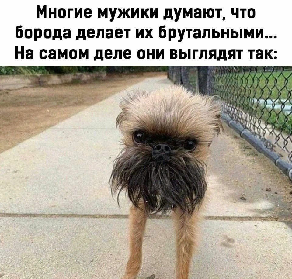 Многие мужики думают что борОда делает их брутальными На самом деле они выглядят так