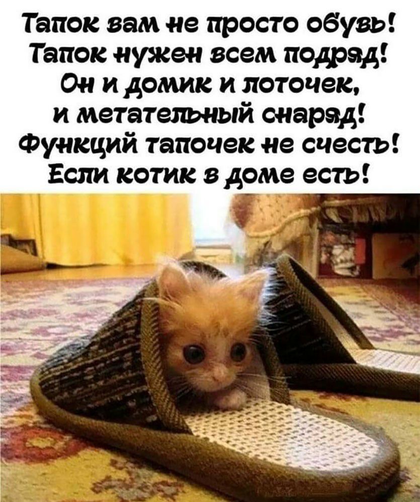 Танок вам не просто обувь Гапон нужен всем подряд Он и домик и лоточен и метательный снаряд Функций тапочек не счесть Если котик в доме есть _