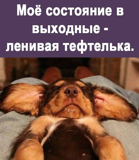 Моё состояние в выходные ленивая тефтелька