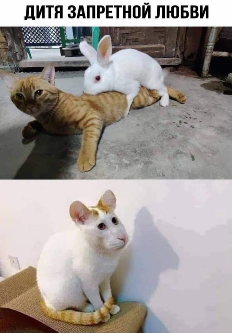 дИТЯ ЗАПРЕТНОИ ЛЮБВИ