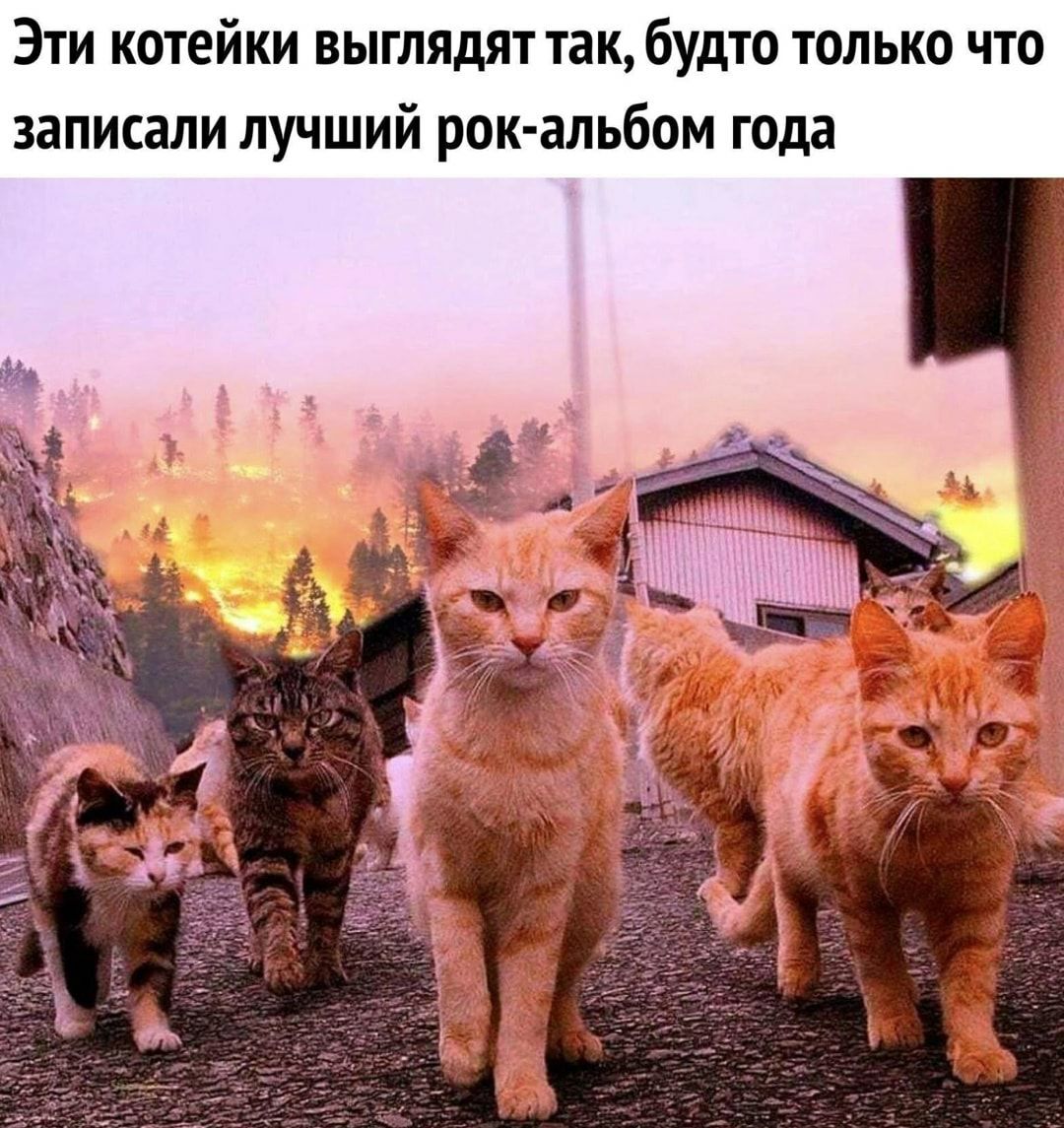 Эти котейки выглядят так будто только что записали лучший рок альбом года