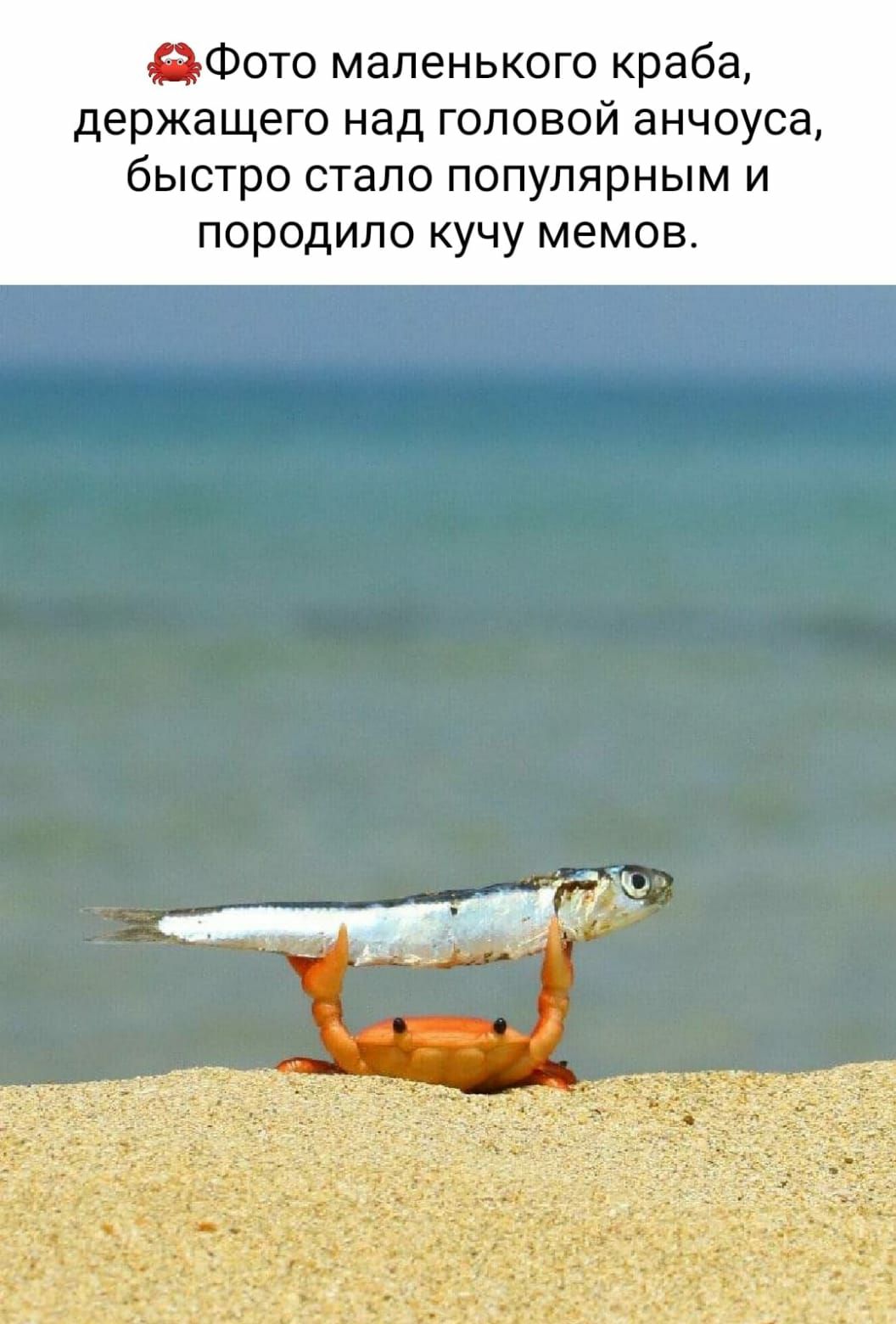 дФото маленького краба держащего над головой анчоуса быстро стала популярным и породило кучу мемов