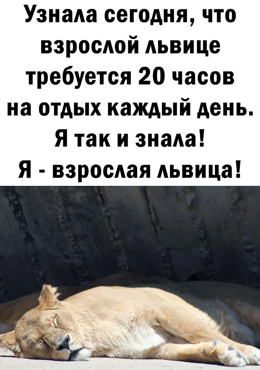 Узнала сегодня что взрослой львице требуется 20 часов на отдых каждый день Я так и знала Я взрослая львица