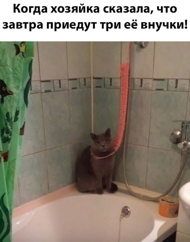 Когда хозяйка сказала что завтра приедут три её внучки