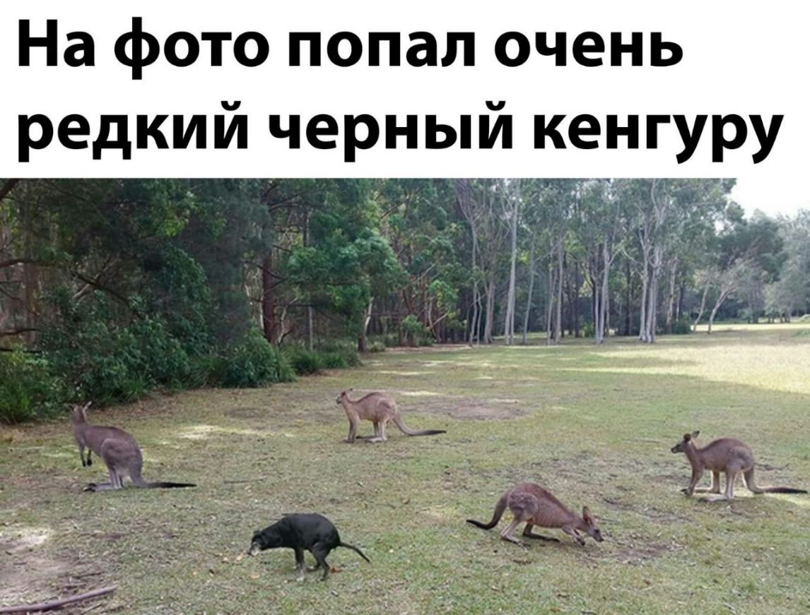На фото попал очень редкий черный кенгуру