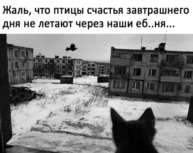 Жаль ЧТО ПТИЦЫ СЧЭСТЬЯ завтрашнего дНЯ не летают через НЗШИ ебня