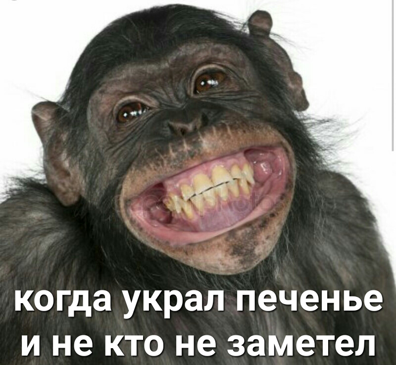 когда украл печенье И не КТО не заметел