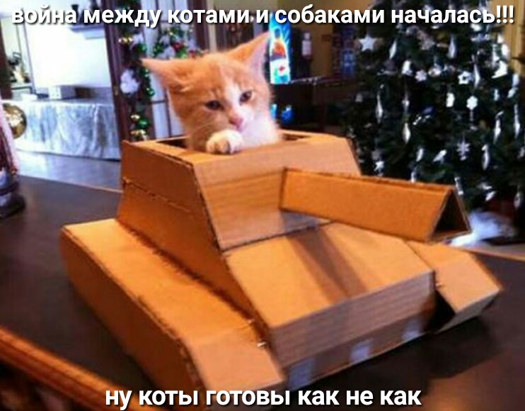 НУ КОТЫ ГОТОВЫ как не как