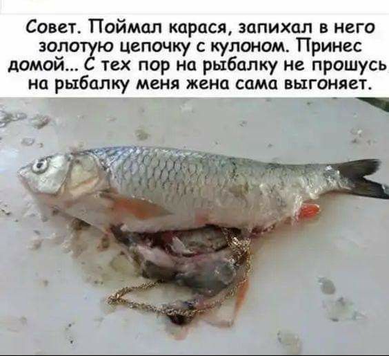 Совет Поймал трася запихал в него зол цепочку с кулоном Принес домой тех пор на рыбалку не прошусь на рыбалку меня жена сама выгоняет