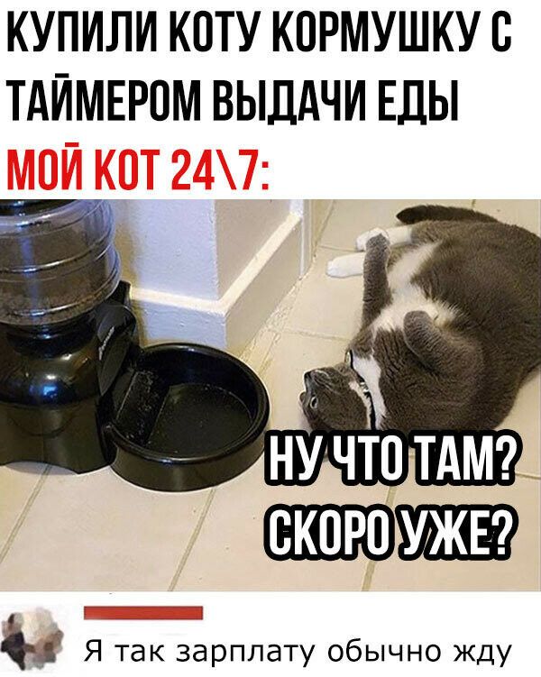 КУПИЛИ КОТУ КПРМУШКУВ ТАЙМЕРОМ ВЫДАЧИ ЕДЫ 1 Я так зарплату обычно жду