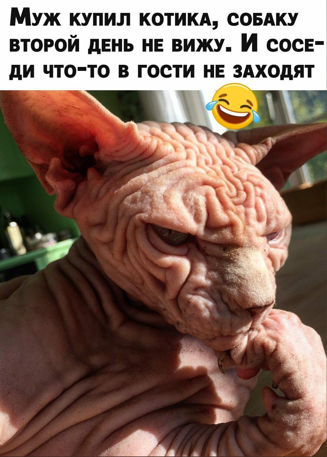 МУЖ КУПИЛ КОТИКА СОБАКУ ВТОРОЙ дЕНЬ НЕ ВИЖУ И СОСЕ дИ ЧТОТО В ГОСТИ НЕ ЗАХОдЯТ