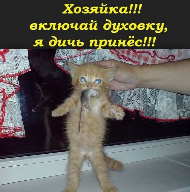 Хозяйка включай духовку _ я дичь инёс