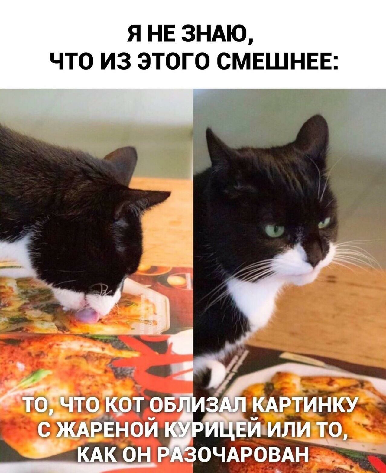 Я НЕ ЗНАЮ ЧТО ИЗ ЭТОГО СМЕШНЕЕ атоЁпто _крт о мртинку с ЖАРЕНОЙ иили то 9 КАК он ОЧАРОВАН