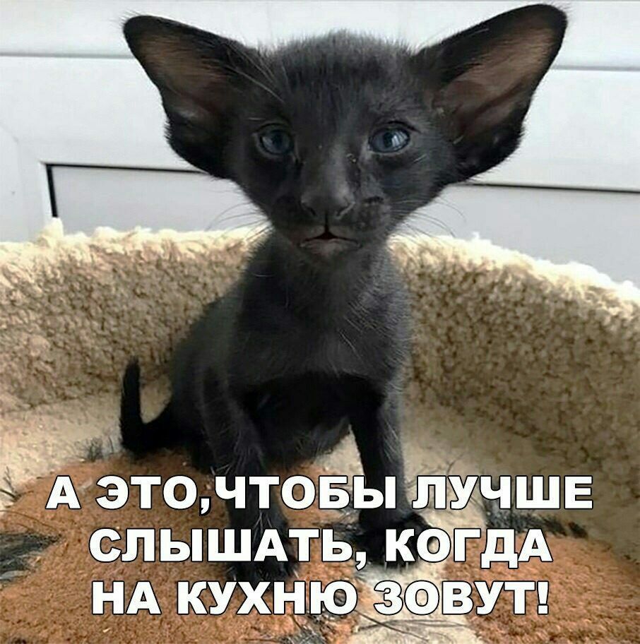 А ЭТО ЧТОЁЫЪЧШЕ СЛЫШАТЬ КФГДА НА КУХНЧЮВУТ __