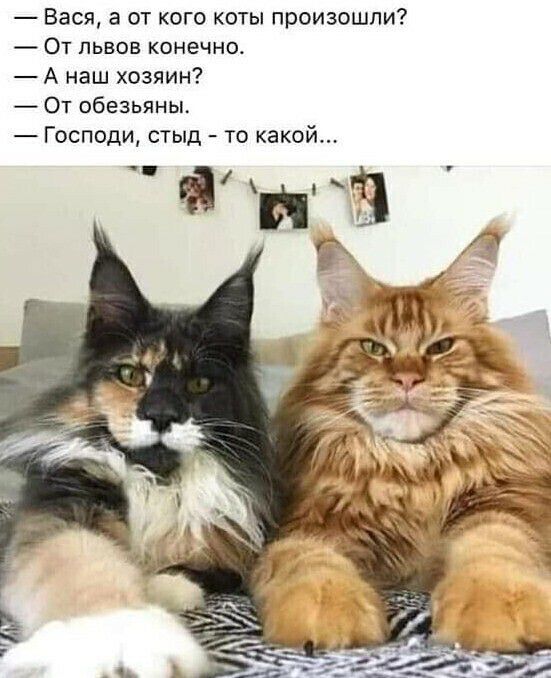 Вася а от кого коты произошли ОТ ЛЬВОВ КОНЕЧНО А наш хозяин От обезьяны Господи стыд то какой