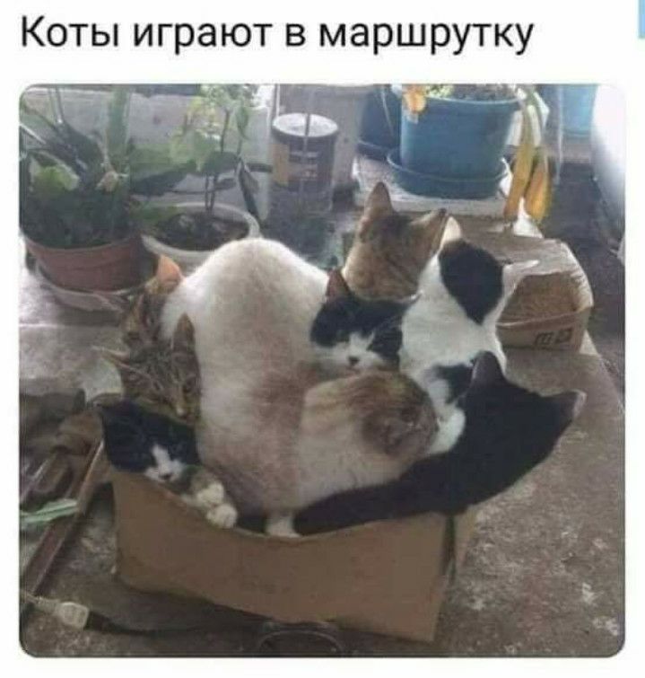 Коты играют в маршрутку