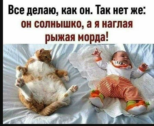 Все делаю как он Так нет же он солнышко а я наглая рыжая морда