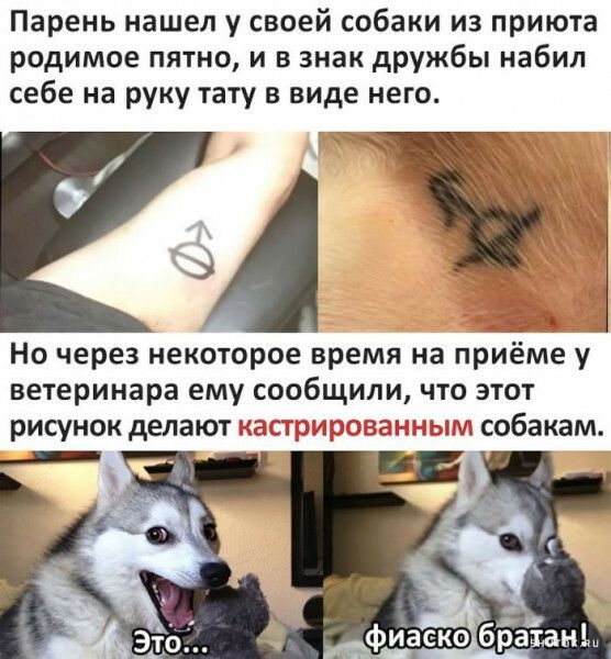Парень нашел у своей собаки из приюта родимое пятно и в знак дружбы набил себе на руку тату в виде него Но через некоторое время на приеме у ветеринара ему сообщили что этот рисунок делают