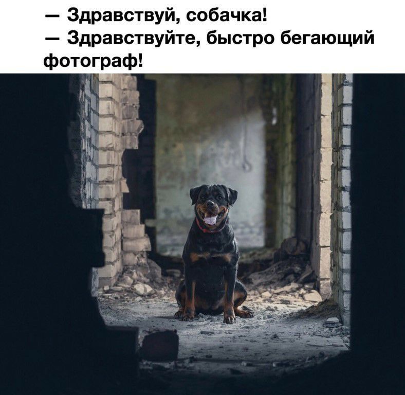 Здравствуй собачка Здравствуйте быстро бегающий осип_пг п г