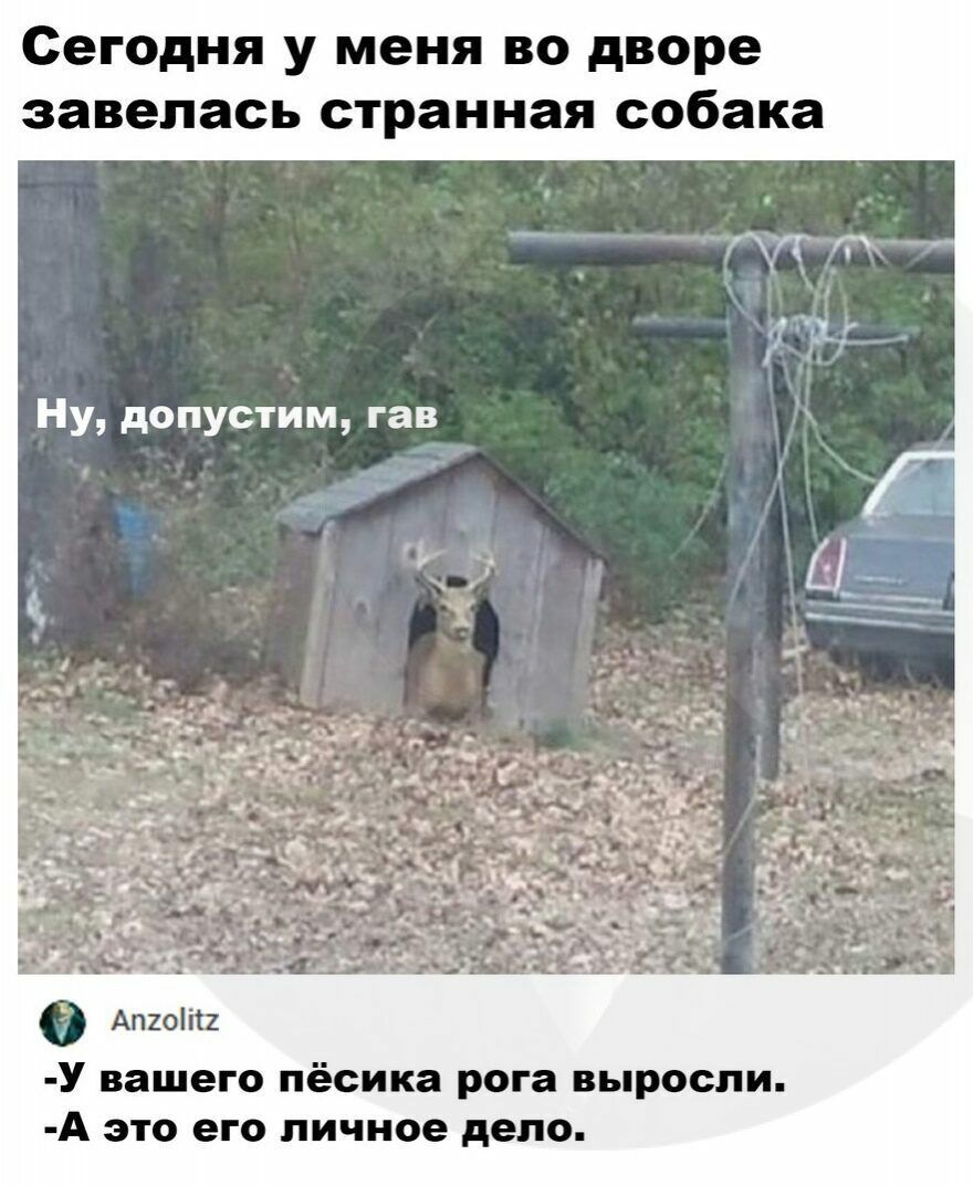 Сегодня у меня во дворе завелась странная собака НУ допустим гав _ У вашего пёсика рога выросли А это его личное дело