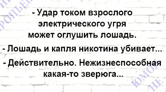 Удар током взрослого электрического угря может огпушить лошадь Лошадь И капля никотина убивает Действительно Нежизнеспособная какая то зверюга