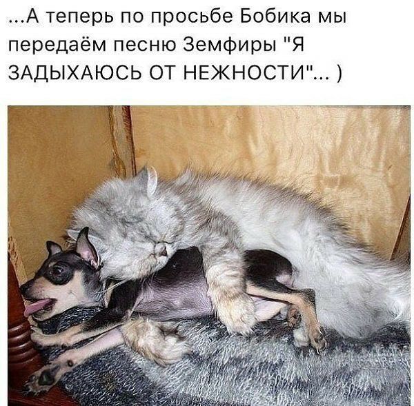 А теперь по просьбе Бобика мы передаём песню Земфиры Я ЗАДЫХАЮСЬ ОТ НЕЖНОСТИ