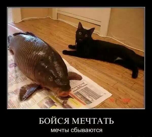 БОЙСЯ МЕЧТАТЬ мечты сбываются