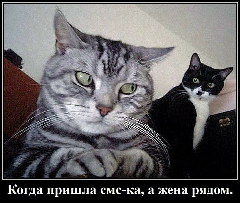 Когда пришла смс ка а жена рядом