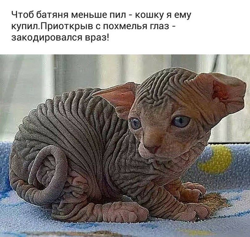 Чтоб батяня меньше пил кошку я ему купилЛриоткрыв с похмелья глаз закодировапся враз