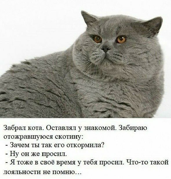 Забрал кота Оставлял у знакомой Забираю отожравшуюся скотину Зачем ты так его опсорьшла Ну он же просил Я тоже в своё время у тебя просил Чточо такой ПОШНОСШ не ПОМНИМ