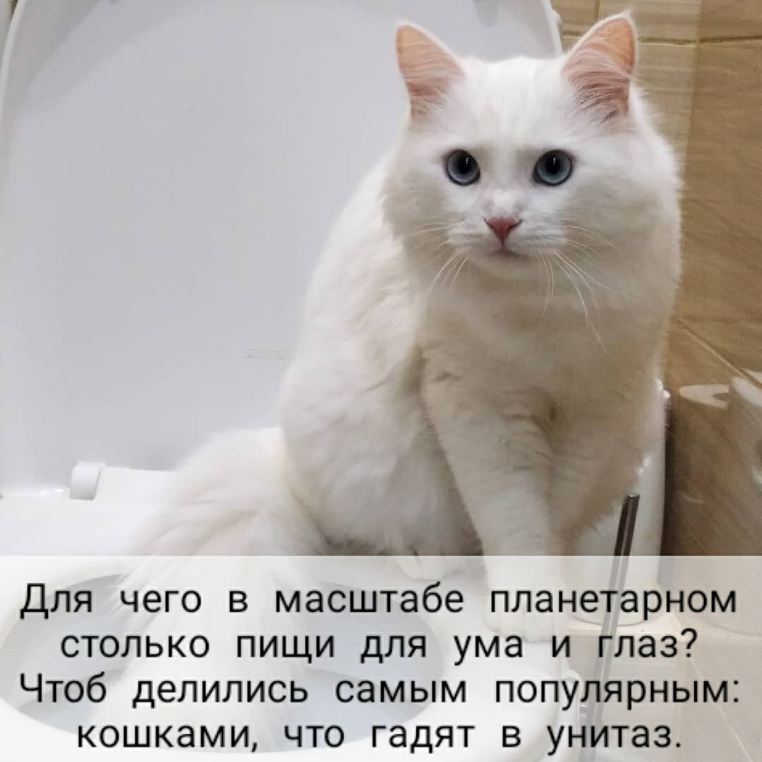 Для чего в масштабе планеТарном столько пищи для ума и глаз Чтоб делились самым популярным кошками что гадят в унйтаз